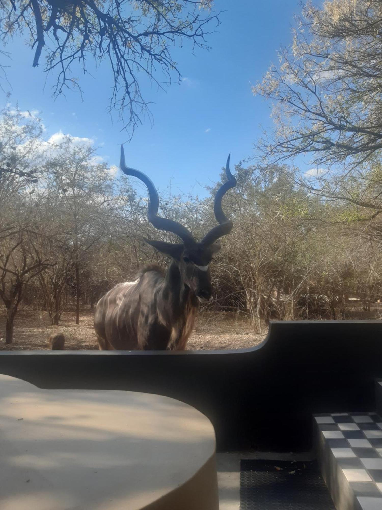 African Bush Escape Marloth Park Exteriér fotografie