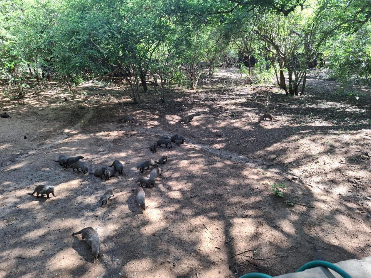 African Bush Escape Marloth Park Exteriér fotografie