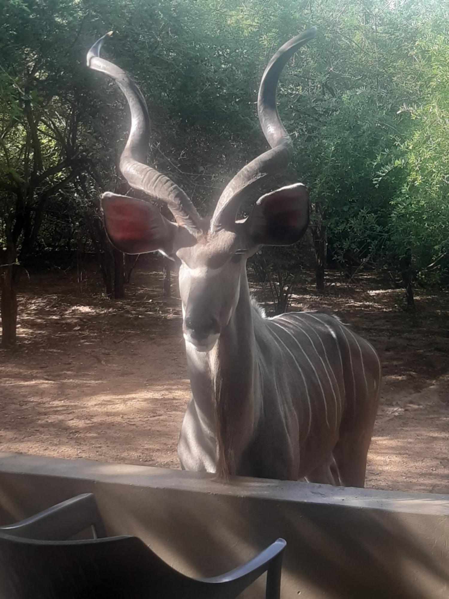 African Bush Escape Marloth Park Exteriér fotografie
