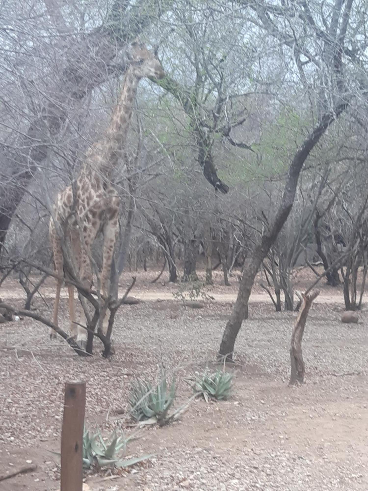 African Bush Escape Marloth Park Exteriér fotografie